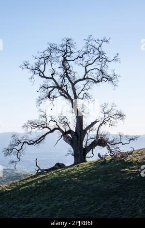 Un chêne unique sur une colline dans le comté de Santa Clara, Californie. L'arbre est grand et sans feuilles avec des branches tortueuses. Banque D'Images