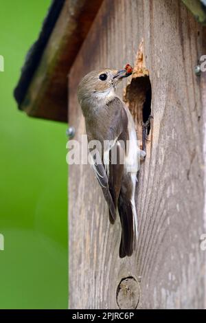 Un flycatcher à pied européen (Ficedula hypoleuca), avec caterpillar à la boîte de nid, Berlin, Allemagne Banque D'Images