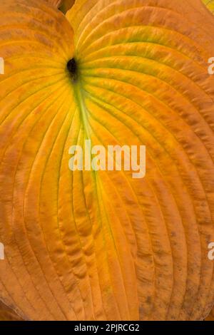 HostA feuille en automne. Banque D'Images