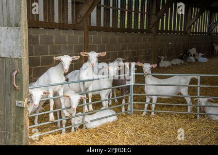 Jeunes de Goat, Saanen et Toggenburg, troupeau debout à la clôture dans la cour de paille, Yorkshire, Angleterre, Royaume-Uni Banque D'Images