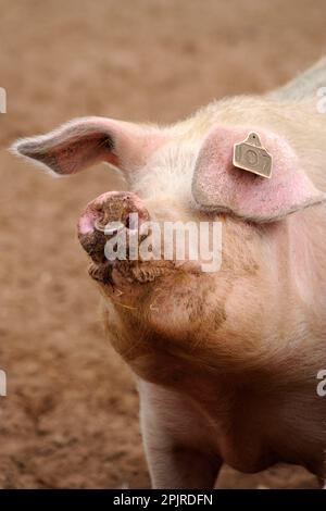 Porc domestique, adulte, gros plan de la tête, avec anneau à travers le nez, debout sur le terrain sur une unité commerciale extérieure, Suffolk, Angleterre, Royaume-Uni Banque D'Images