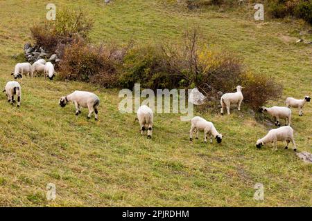 Mouton domestique, Walliser Schwarznasenschaf (Valais blacknose) race à double usage, broutage dans un pâturage de montagne, au-dessus de Zermatt, Valais, Suisse Banque D'Images