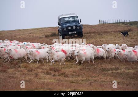 Moutons domestiques, brebis galloises de montagne, troupeau en train d'être salué par un fermier conduisant Land Rover Defender et chien de berger sur une ferme de colline, Cambrian Mountains, Mid Banque D'Images