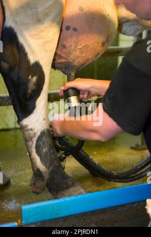 Producteur laitier dans la salle de traite, fixant l'unité de grappe à la touneuse d'une vache laitière, Suède Banque D'Images