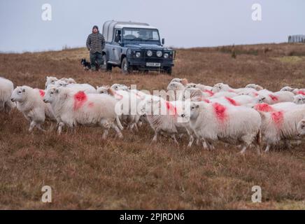 Moutons domestiques, brebis galloises de montagne, troupeau en herbe avec chien de berger à côté de Land Rover Defender sur ferme de colline, Cambrian Mountains, Mid Banque D'Images