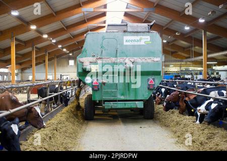 Élevage laitier, troupeau laitier, vaches se nourrissant d'ensilage, déchargés du tracteur avec chariot d'alimentation mixte Keenan, dans des logements en vrac sur ferme biologique, Suède Banque D'Images