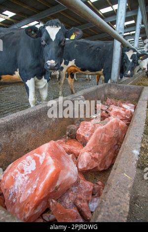 Bac en béton avec blocs minéraux dans la cabine d'une ferme laitière, Cheshire, Angleterre, Royaume-Uni Banque D'Images