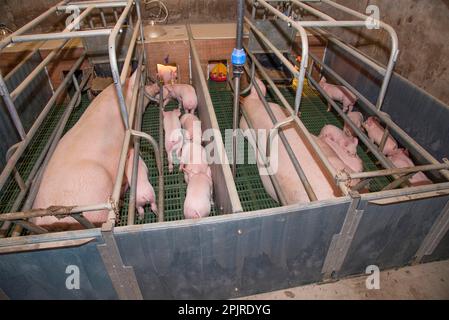 Élevage de porcs, truies et porcelets de trois semaines, en enclos de farrins, Yorkshire, Angleterre, Royaume-Uni Banque D'Images