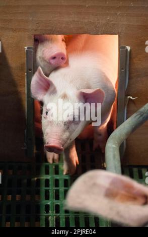 Élevage de porcs, porcelets âgés de trois semaines, sous lampe à chaleur dans un enclos de farrameurs, Yorkshire, Angleterre, Royaume-Uni Banque D'Images