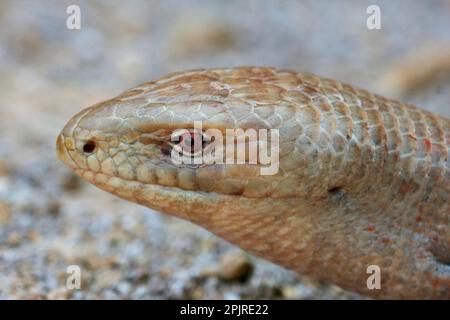 Scheltopusik, Sheltopusik (Pseudopus apodus), Scheltopusiks, Panzerschleichen, autres animaux, Reptiles, animaux, lézard en verre européen (Ophisaurus Banque D'Images