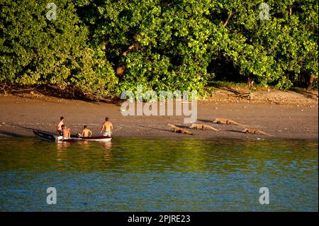 Dragon de Komodo (Varanus komodoensis) quatre adultes, marchant sur la plage, approchant des hommes dans des kayaks, baie de Komodo N. P. Horseshoe, île de Rinca, Lesser Banque D'Images