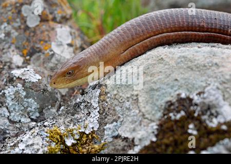 Scheltopusik, Sheltopusik (Pseudopus apodus), Scheltopusiks, Panzerschleichen, autres animaux, Reptiles, animaux, lézard en verre européen (Ophisaurus Banque D'Images