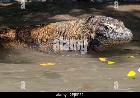 Dragon komodo adulte (Varanus komodoensis), en eau peu profonde sur la plage, baie Komodo N. P. Horseshoe, île de Rinca, îles Lesser Sunda, Indonésie Banque D'Images