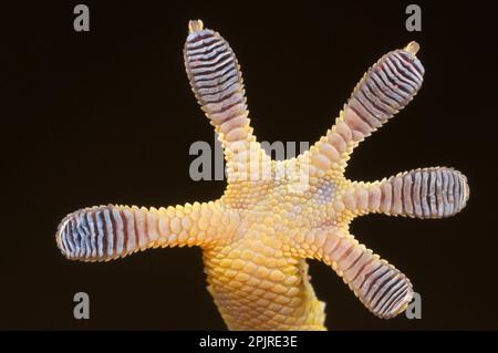 Gecko mauresque à paroi commune (Tarentola mauritanica) adulte, gros plan du dessous du pied avec coussins d'orteils, Italie Banque D'Images