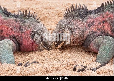 Iguana marine (Amblyrhynchus cristatus mertensi) deux mâles adultes, gros plan de la tête, lutte sur la plage, San Cristobal (Chatham Island), Galapagos Banque D'Images