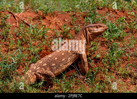 Moniteur Savannah (Varanus exanthematicus), moniteur Steppe, autres animaux, reptiles, animaux, Screen, Savannah Screen adulte, debout, Tsavo East N. Banque D'Images