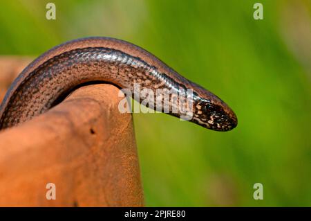 Ver lent (Anguis fragilis) adulte, émergeant du flowerpot, Norfolk, Angleterre, Royaume-Uni Banque D'Images