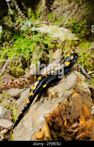 Salamandre à feu (Salamandra salamandra) adulte, sur la roche dans l'habitat, Italie Banque D'Images