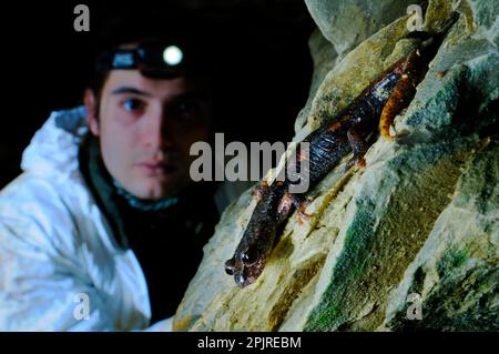 Salamandre de la grotte italienne (Speleomantes italicus) adulte, surveillé par un spéléologue dans la grotte, Italie Banque D'Images