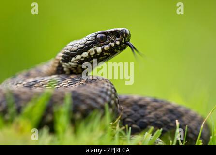 Adder, Adder (Vipera berus), autres animaux, serpents venimeux, Reptiles, serpents, animaux, Adder européen adulte mâle, langue de fleking Banque D'Images