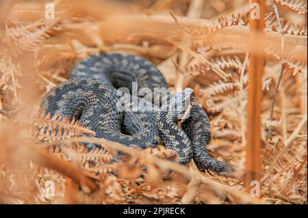 Adder, Adder (Vipera berus), autres animaux, serpents venimeux, Reptiles, serpents, animaux, Adder européen, femelle adulte, enroulé parmi Banque D'Images
