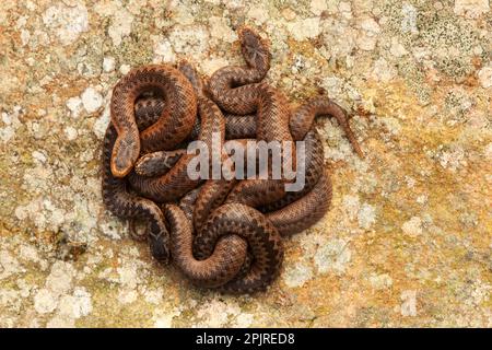 European Adder (Vipera berus) jeune né, groupe sur le rock, Derbyshire, Angleterre, Royaume-Uni Banque D'Images