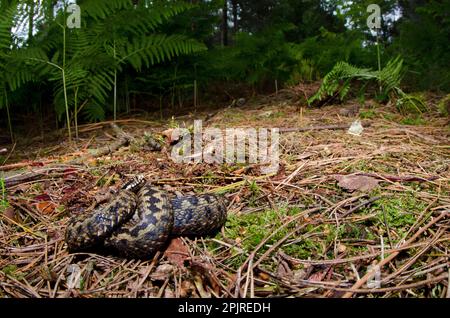 Adder, Adder (Vipera berus), autres animaux, serpents venimeux, Reptiles, serpents, animaux, Adder européen adulte mâle, enroulé sur conifères Banque D'Images