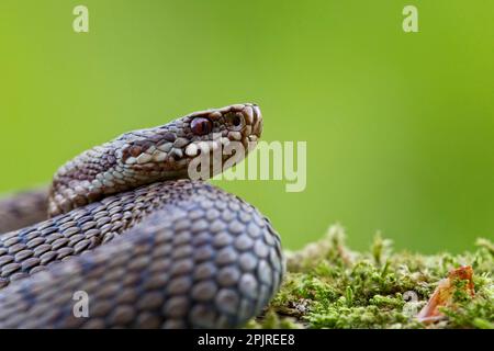 Additionneur européenne, additionneur (Vipera berus), autres animaux, venimeux, serpents venimeux, Reptiles, serpents, animaux, additionneur européenne, femme adulte, gros plan Banque D'Images
