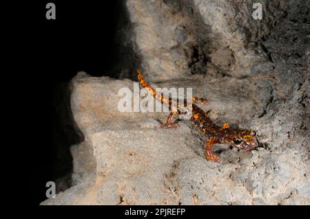 Salamandre de la grotte de Strinati (Speleomantes strinatii) adulte, émergeant de l'obscurité à l'entrée de la grotte, Italie Banque D'Images