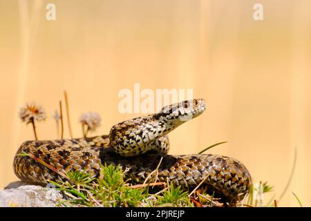 Viper d'Orsini (Vipera ursinii) adulte, enroulé sur le rocher, Italie Banque D'Images