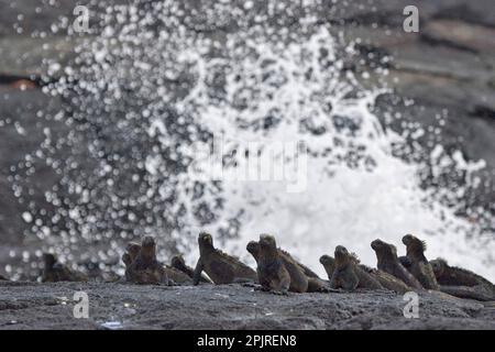 Marine Iguana (Amblyrhynchus cristatus) mertensi, île de Santiago, Galapagos, reptile, Darwin, ectothermique Banque D'Images