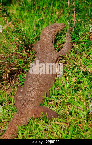 Moniteur Bengale, lézards moniteur Bengale, autres animaux, reptiles, animaux, Lézards d'écran, écran terrestre, parc national de Yala, Sri Lanka Banque D'Images