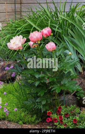 Paeonia 'Rose Hawaiian Corail', 'Dr. Alezander Fleming' - pivoine, Red Calibrachoa - million Bells, Phlox subulata 'Purple Beauty' à la frontière au printemps. Banque D'Images