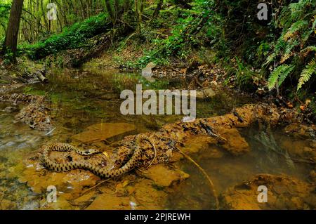 Serpent à herbe, serpents à herbe (Natrix natrix), autres animaux, reptiles, serpents, animaux, Serpent à gazon adulte, dans un habitat de ruisseau de bois, Italie Banque D'Images