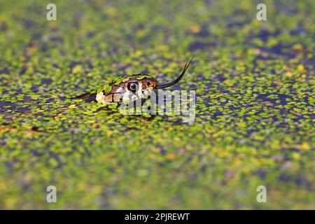Serpent à herbe (Natrix natrix) adulte, flicking langue forkée, nageant dans l'eau parmi les duckweed, Arne, Dorset, Angleterre, Royaume-Uni Banque D'Images