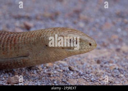 Scheltopusik, Sheltopusik (Pseudopus apodus), Scheltopusiks, Panzerschleichen, autres animaux, Reptiles, animaux, Lizard européen de verre Lesvos Grèce Banque D'Images