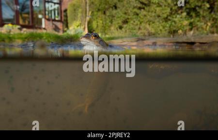 Grenouille commune (Rana temporaria) adulte, frai dans un étang de jardin, Yorkshire, Angleterre, Royaume-Uni Banque D'Images