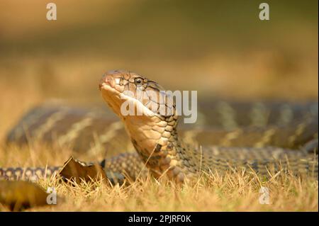 King Cobra (Ophiophagus hannah) adulte, avec tête relevée, Bali, îles de la petite Sunda, Indonésie Banque D'Images