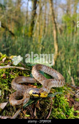 Couleuvre aesculapienne, couleuvre aesculapienne (Zamenis longissimus) autres animaux, reptiles, serpents, animaux, couleuvre aesculapienne jeune, se reposer sur la connexion Banque D'Images