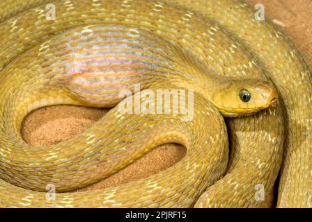 Serpent d'oeuf africain, autres animaux, reptiles, serpents, animaux, Serpent commun d'oeuf-Eater (Dasypeltis scabra) adulte, nourrissant, après avoir avalé Banque D'Images