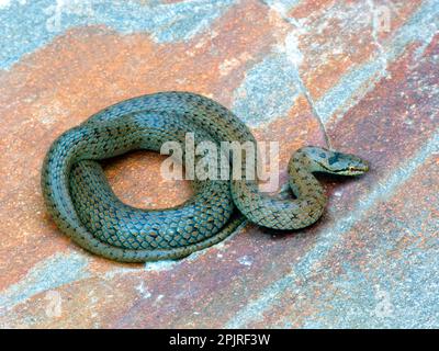 Serpent lisse (Coronella austriaca) adulte, enroulé sur pierre, vallée de Cannobina, Piémont, nord de l'Italie Banque D'Images