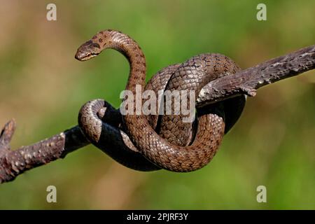 Serpent doux (Coronella austriaca) adulte, enveloppé autour d'une branche, vallée de Cannobina, Piémont, Italie du Nord Banque D'Images