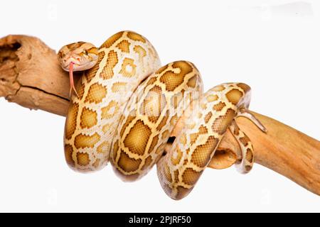 Python birman (Python molurus bivittatus), pythons de tigre foncé, autres animaux, reptiles, serpents, Animaux, serpents géants, python birman immature Banque D'Images