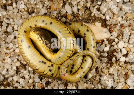 Viperine Snake (Natrix maura) adulte, 'jouant mort' dans le comportement défensif, Espagne Banque D'Images