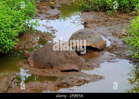 Galapagos tortue géante galapagos (Geochelone nigra) deux adultes se battant dans la boue, îles Galapagos Banque D'Images