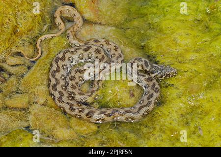 Serpent de Viperine (Natrix maura) adulte, parmi les algues dans l'eau, Italie Banque D'Images