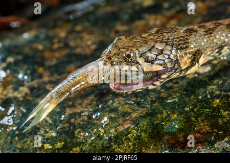 Serpent vipérain (Natrix maura) adulte, gros plan de la tête, se nourrissant de proies de poisson, Italie Banque D'Images