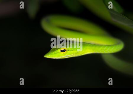 Serpent à fouet vert, renifleur d'arbre vert, serpents à fouet vert, renifleur d'arbre vert, autres animaux, Reptiles, serpents, animaux, whip oriental Banque D'Images