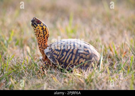 Tortue de l'est (Terrapene carolina carolina) adulte, avec col étendu (U.) S. A. Banque D'Images