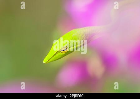 Serpent à fouet vert, renifleur d'arbre vert, serpents à fouet vert, renifleur d'arbre vert, autres animaux, Reptiles, serpents, animaux, whip oriental Banque D'Images